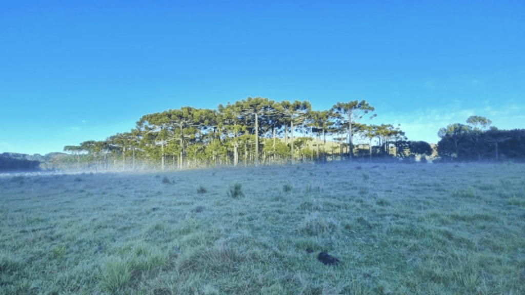 Geada e frio no Sul do Brasil