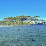 Geada e frio no Sul do Brasil