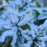 Frio típico de julho no amanhecer desta quarta