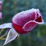 As belas imagens do frio em Santa Catarina