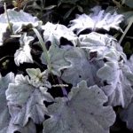 Frio de 1°C e geada no Rio Grande do Sul