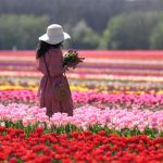Uma explosão de cores na primavera da Europa