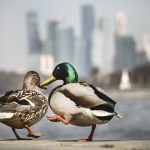 Quando o longo inverno acaba