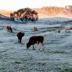 Frio recorde em Santa Catarina com 5,4°C abaixo de zero