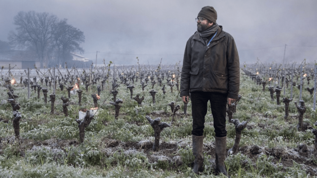 Geada provoca desastre em vinhedos na França