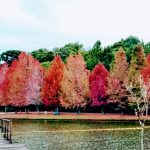 O espetáculo da folhagem de outono na Serra Gaúcha