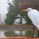 Previsão do tempo – Chuva retorna em parte do Rio Grande do Sul
