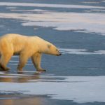 Ártico e Antártida vivem realidades muito distintas