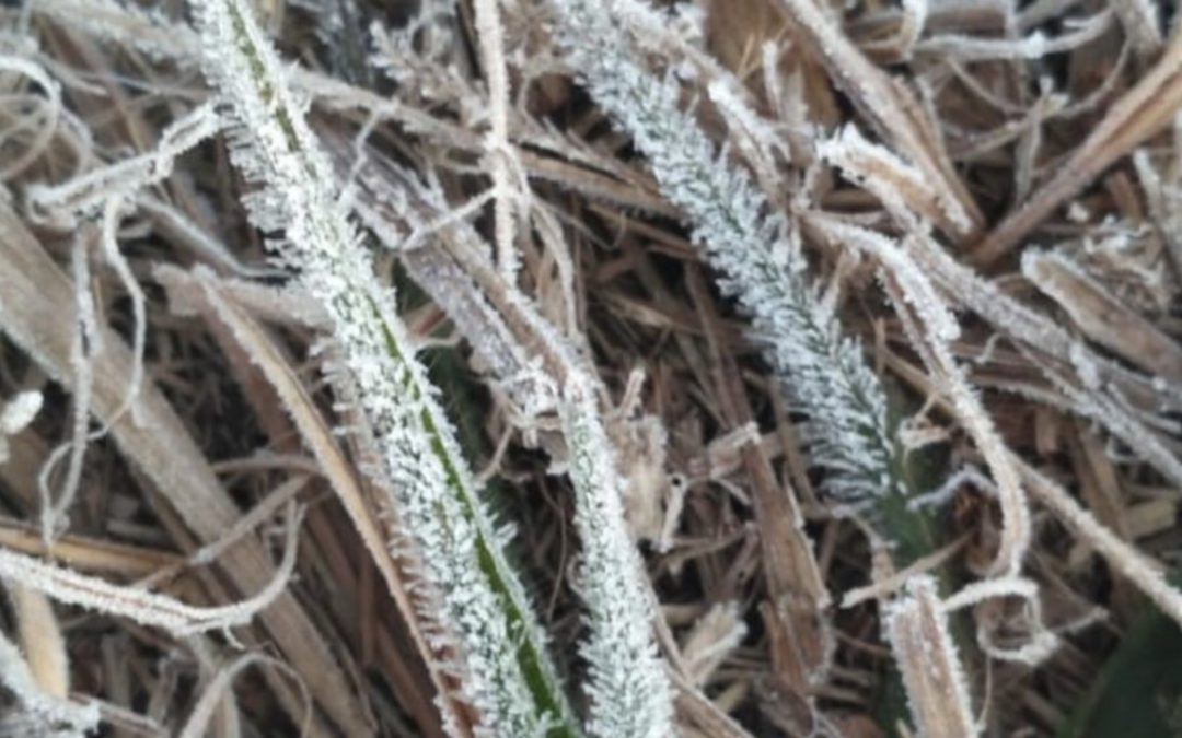 Alerta vermelho e muito frio em Minas e no interior paulista Região sofre com umidade relativa do ar muito baixa e frio intenso com geada durante a noite
