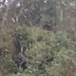 Neve chega ao Sul do Brasil