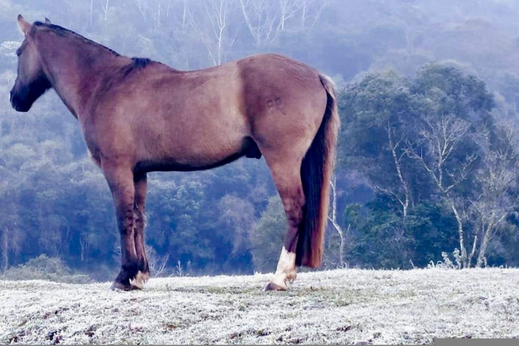 O amanhecer mais frio de 2021 no Rio Grande do Sul