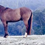 O amanhecer mais frio de 2021 no Rio Grande do Sul