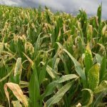 Geada e seca liquidam com o milho segundo safra no Paraná