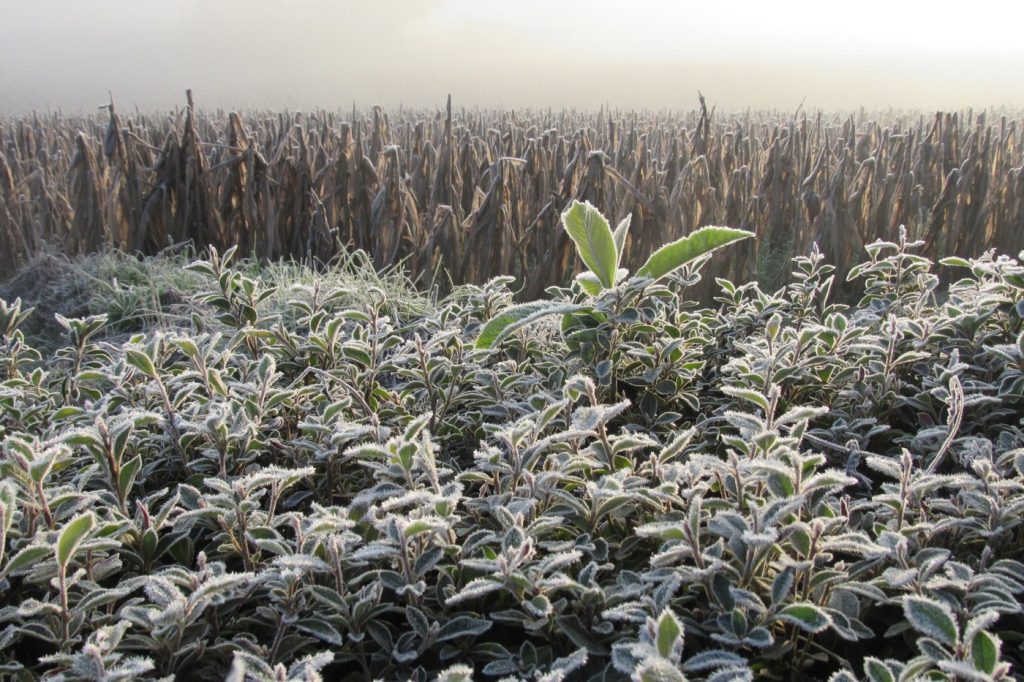 Veja as projeções de geada para a onda de frio