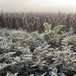 Veja as projeções de geada para a onda de frio