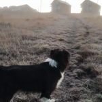 Sequência de madrugadas abaixo de zero e geada