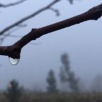 Manhãs com umidade nas alturas na Grande Porto Alegre