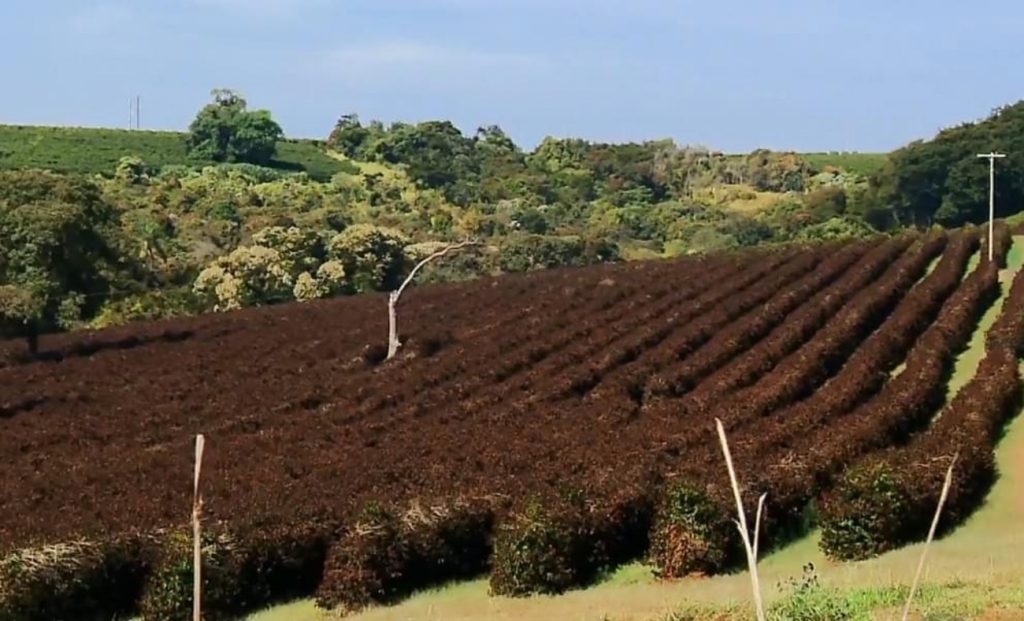 Brasil tem desastre agrícola por geada e seca