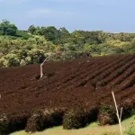 Brasil tem desastre agrícola por geada e seca