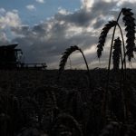 Vem chuva para o trigo