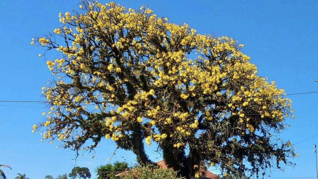 Primeiro amanhecer da primavera com frio nas regiões Sul e Sudeste
