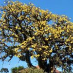Primeiro amanhecer da primavera com frio nas regiões Sul e Sudeste