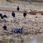 Chuva traz alívio e alegria no Pantanal
