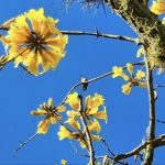 Como será o clima na primavera de 2021