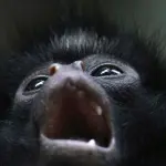 Fogo na Amazônia já atingiu 95% das espécies