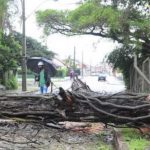 Porto Alegre registra queda de árvores e alagamentos