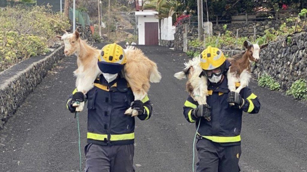 Esforço heroico para salvar os animais da erupção do vulcão em La Palma