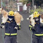 Esforço heroico para salvar os animais da erupção do vulcão em La Palma