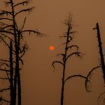 Incêndios na Rússia emitiram mais CO2 que todas queimadas de florestas do mundo