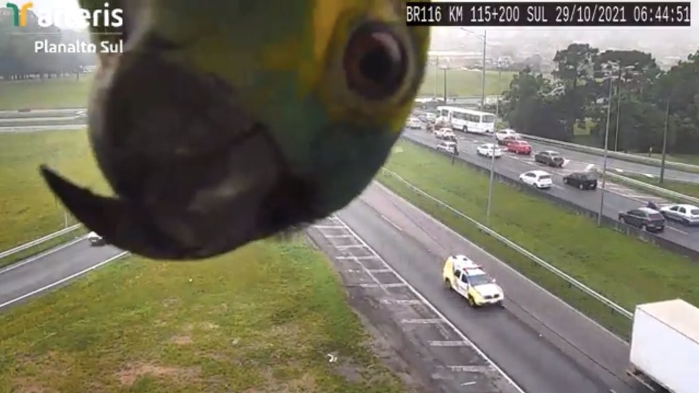 <span class="entry-title-primary">Vem chuva para o papagaio curioso de Curitiba</span> <h2 class="entry-subtitle">Feriadão marcado pelo tempo instável e com chuva em Curitiba enquanto no restante do Sul do Brasil há alerta de temporais </h2>