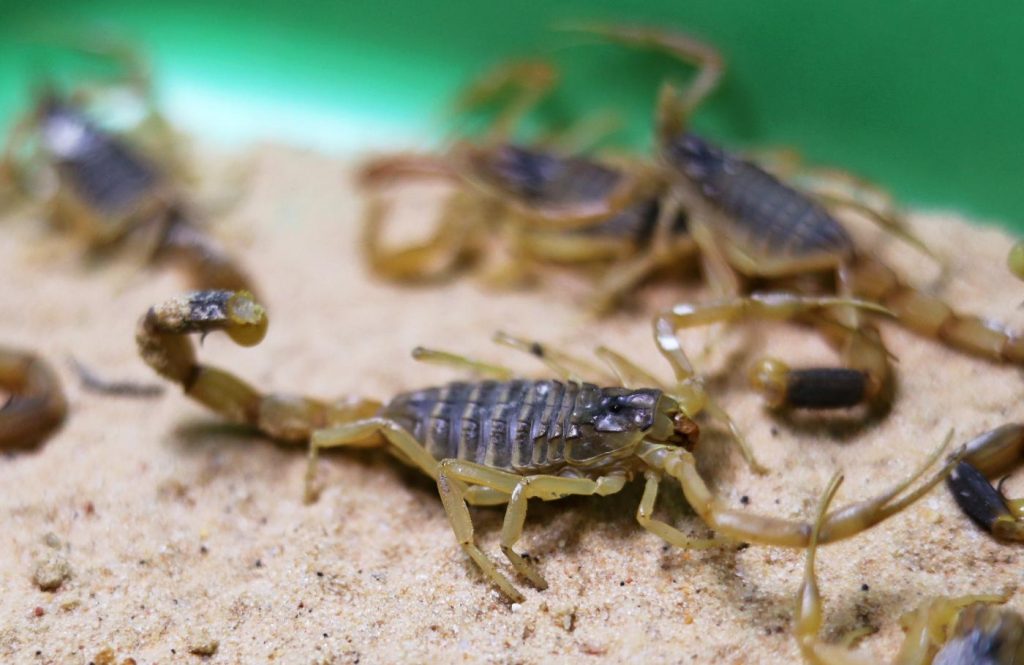 Centenas de vítimas em invasão de escorpiões após tempestade rara no Egito
