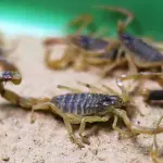 Centenas de vítimas em invasão de escorpiões após tempestade rara no Egito