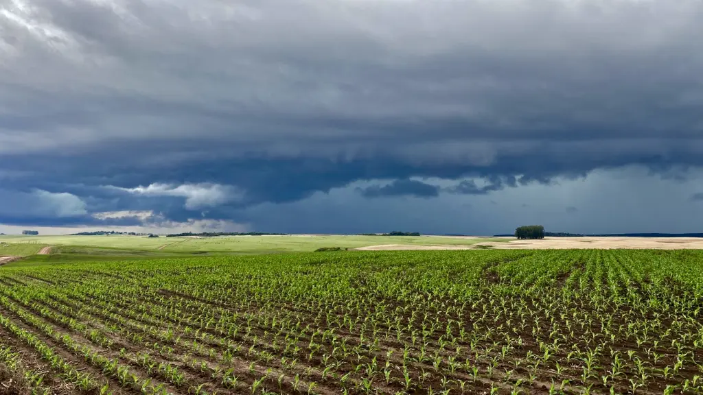 Chuva esperada no campo deve chegar ao Rio Grande do Sul