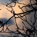 Aves amazônicas estão sofrendo mutações por mudanças climáticas