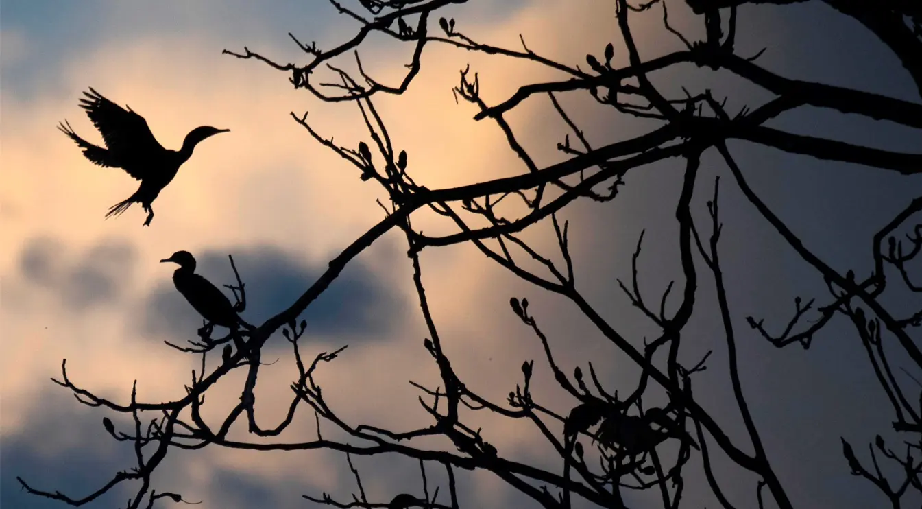 Amazon birds and climate change