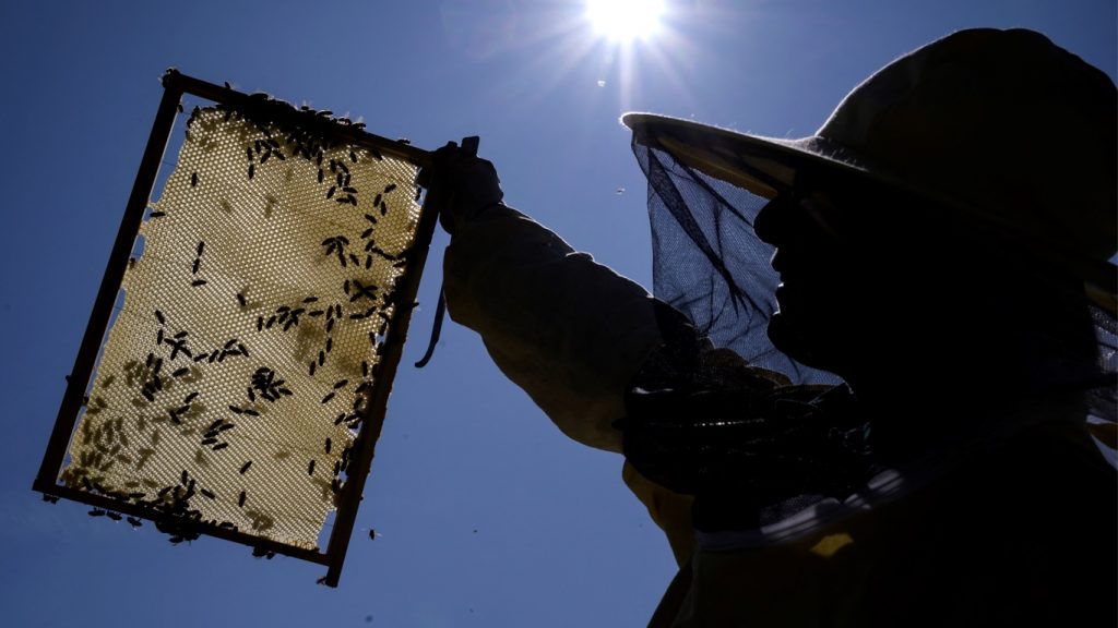 Como abelhas sobreviveram 50 dias sob as cinzas do vulcão em La Palma
