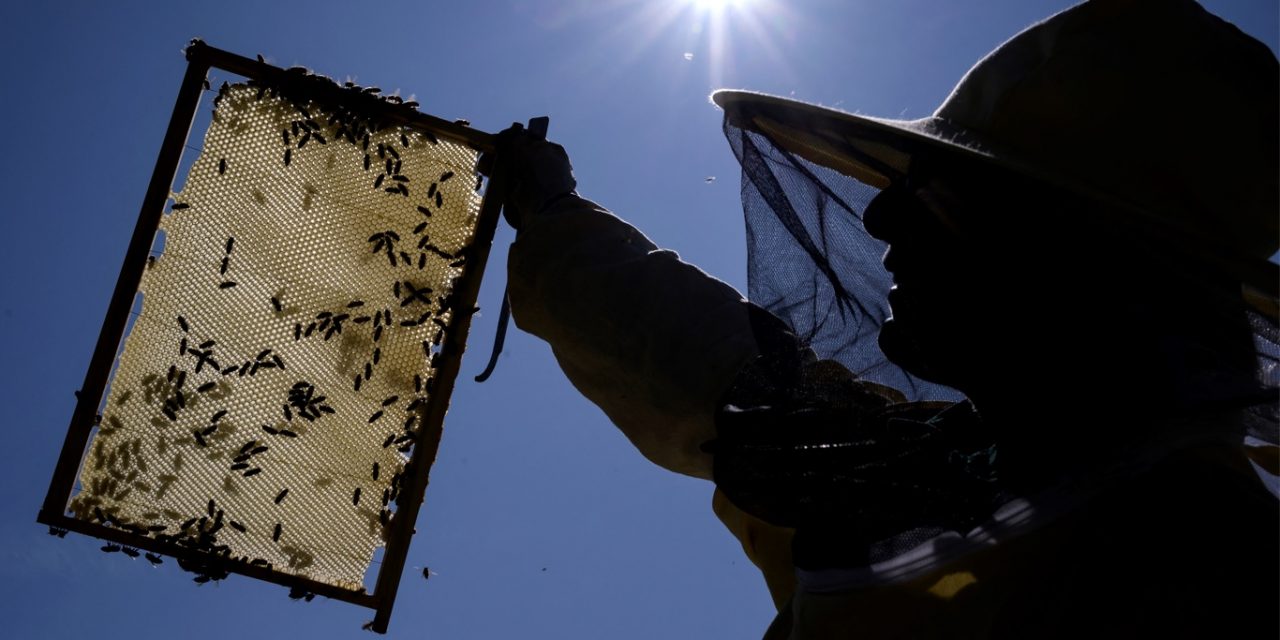 <span class="entry-title-primary">Como abelhas sobreviveram 50 dias sob as cinzas do vulcão em La Palma</span> <h2 class="entry-subtitle">Milhares de abelhas foram resgatadas com vida após semanas de uma grossa camada de cinzas perto do cone do vulcão em erupção</h2>