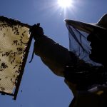 Como abelhas sobreviveram 50 dias sob as cinzas do vulcão em La Palma