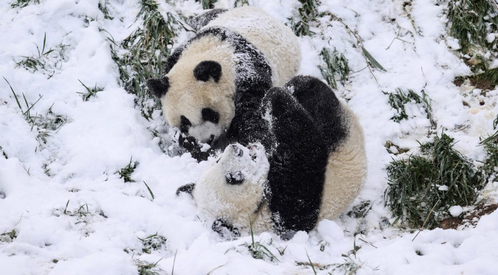 Inverno chega mais cedo e com muita força na Ásia