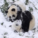 Inverno chega mais cedo e com muita força na Ásia