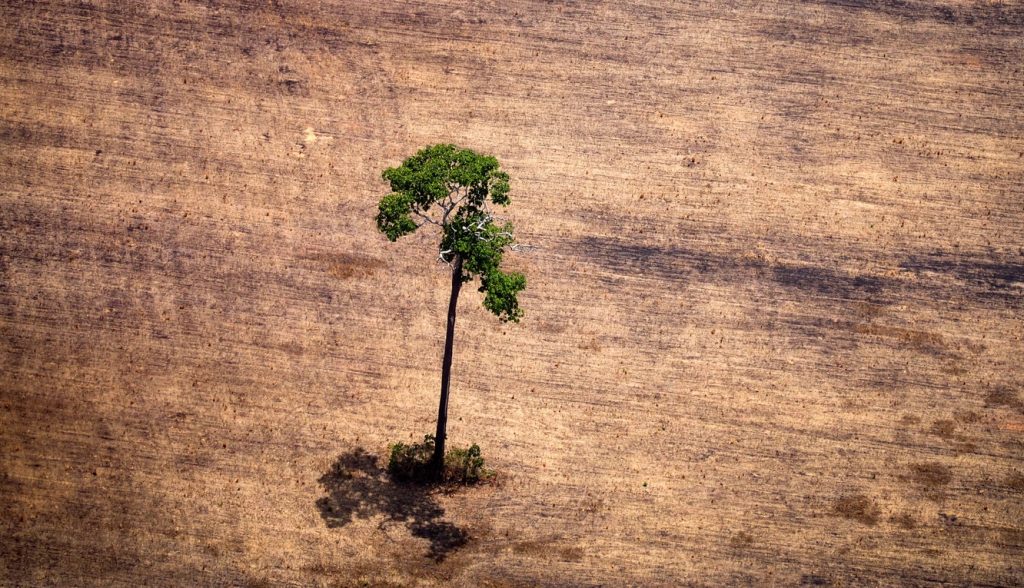 A devastação da Amazônia em dez imagens