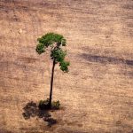A devastação da Amazônia em dez imagens