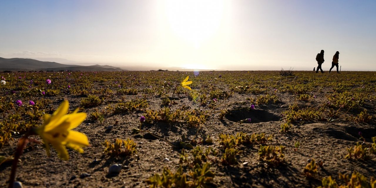<span class="entry-title-primary">Clima de deserto do Atacama no Rio Grande do Sul neste domingo</span> <h2 class="entry-subtitle">Dia de sol e enorme amplitude térmica terá índices de umidade relativa do ar em patamar de deserto no estado gaúcho durante a tarde</h2>