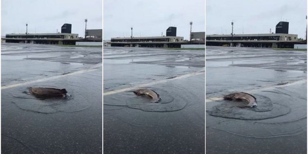 Peixe em pista de aeroporto com enchentes na Bahia