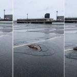 Peixe em pista de aeroporto com enchentes na Bahia