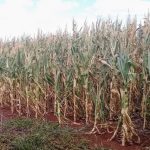 Cenário muito ruim de chuva para o milho com a estiagem